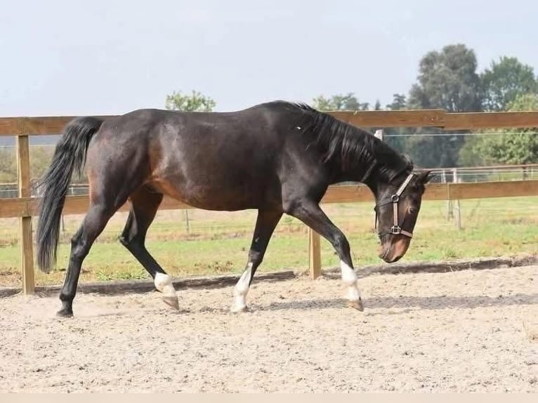 Otras razas Caballo castrado 17 años 156 cm Castaño oscuro in Achtmaal