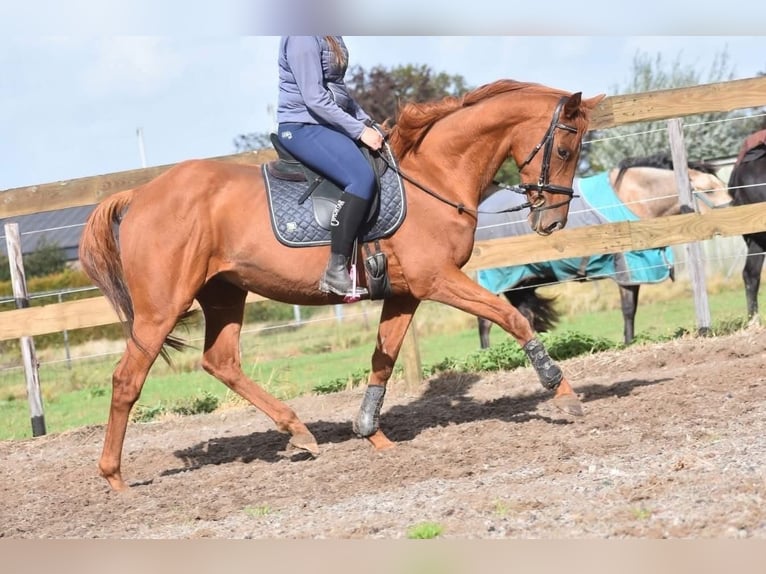 Otras razas Caballo castrado 17 años 160 cm Alazán in Achtmaal