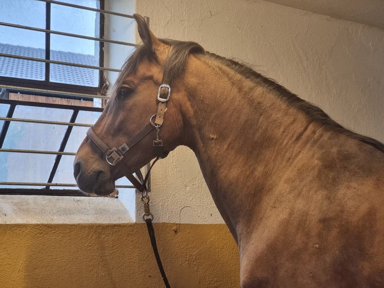 Otras razas Mestizo Caballo castrado 17 años 160 cm Castaño in Bühlerzell