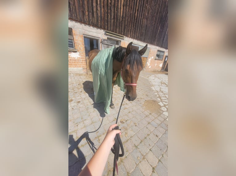 Otras razas Mestizo Caballo castrado 17 años 160 cm Castaño in Bühlerzell