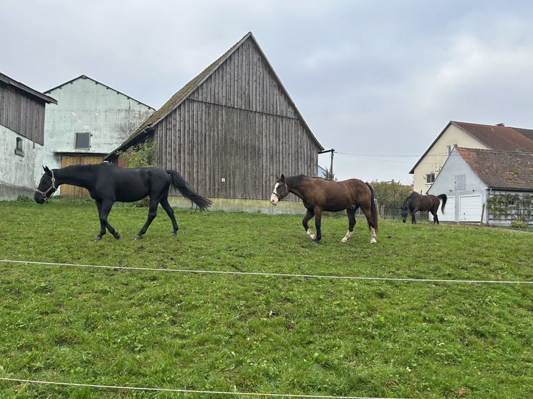 Otras razas Mestizo Caballo castrado 17 años 162 cm Castaño in Wörnitz