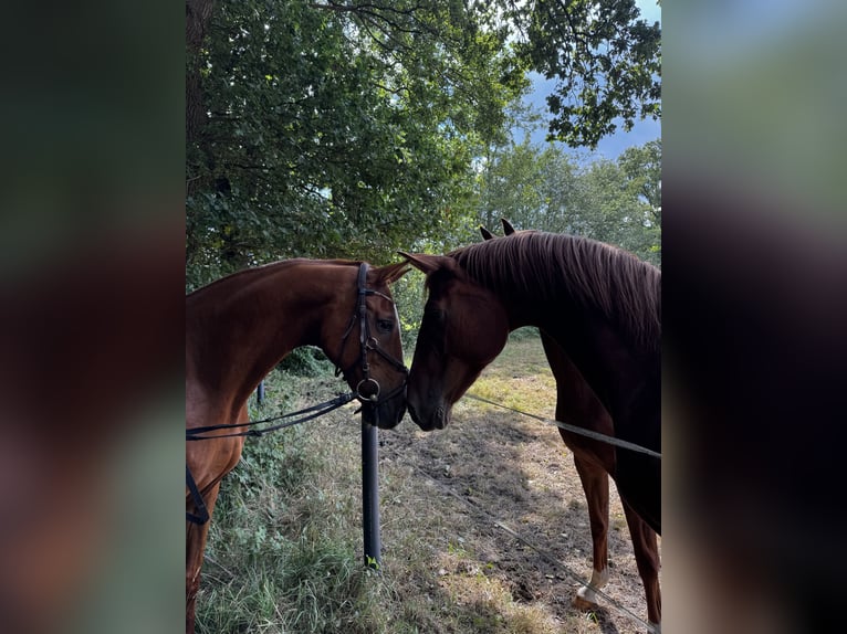 Otras razas Mestizo Caballo castrado 18 años 160 cm Alazán in Dörpen