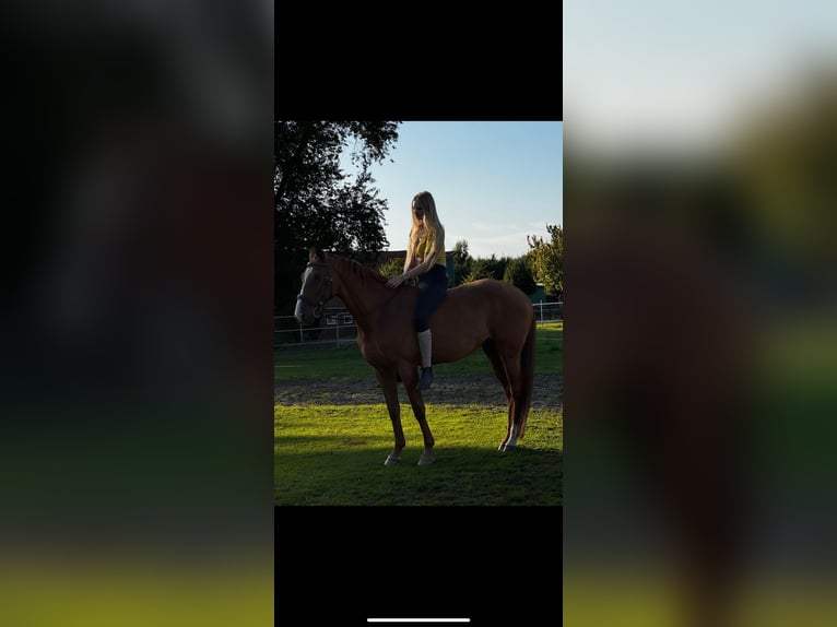 Otras razas Mestizo Caballo castrado 18 años 160 cm Alazán in Dörpen