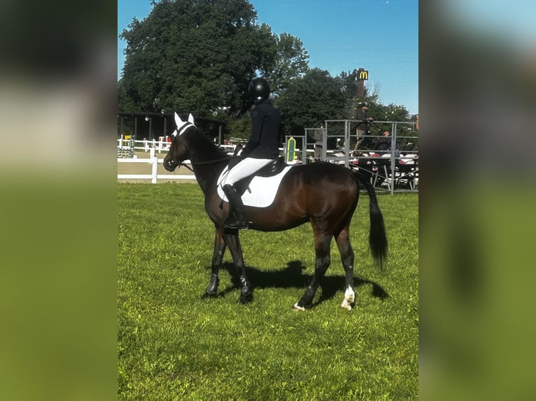 Otras razas Caballo castrado 19 años 149 cm Castaño in Montelibretti