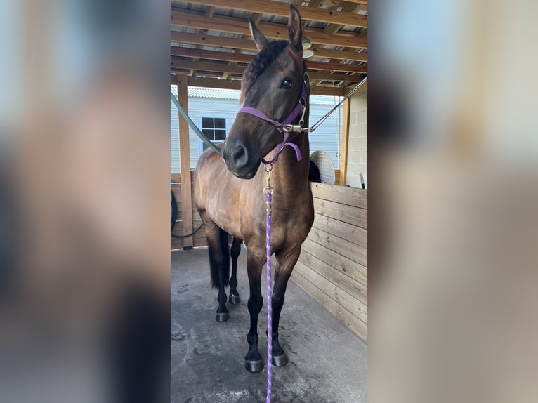 Otras razas Mestizo Caballo castrado 20 años 152 cm Castaño oscuro in Chiefland