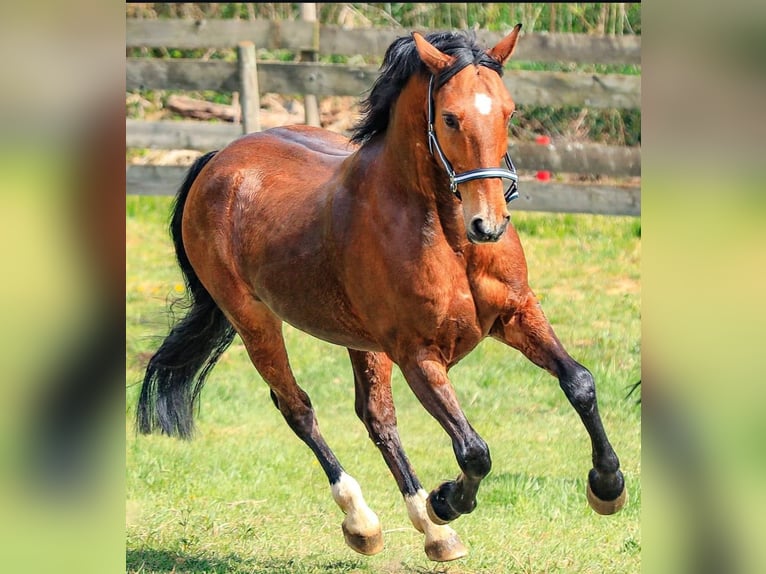 Otras razas Mestizo Caballo castrado 21 años 152 cm Castaño in Minihof-Liebau