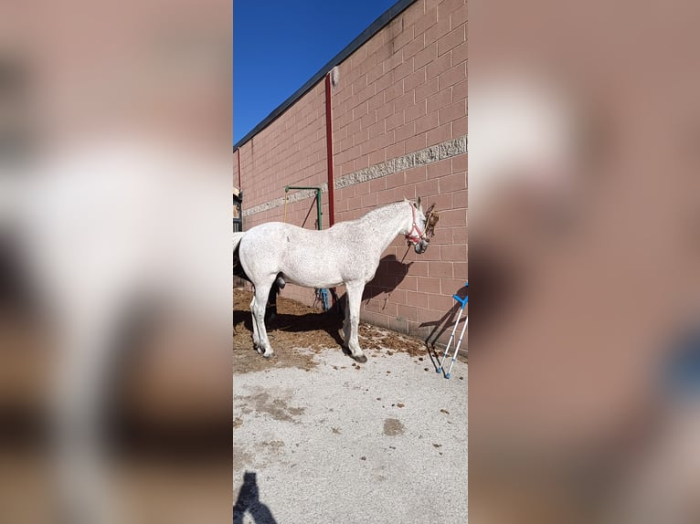 Otras razas Caballo castrado 23 años 157 cm Tordo picazo in Casa Nueva