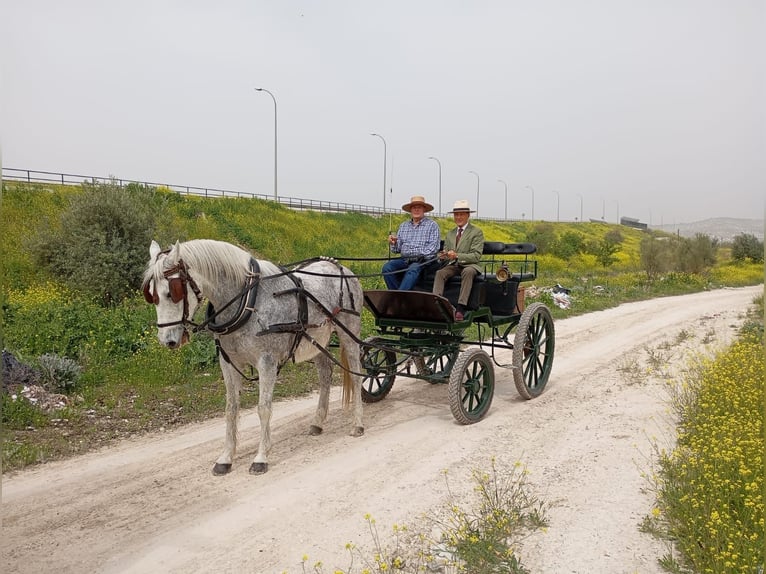 Otras razas Caballo castrado 23 años 157 cm Tordo picazo in Casa Nueva