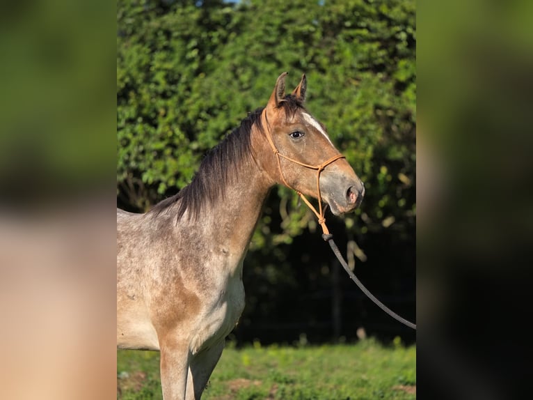 Otras razas Mestizo Caballo castrado 2 años 150 cm Atigrado/Moteado in Pysząca