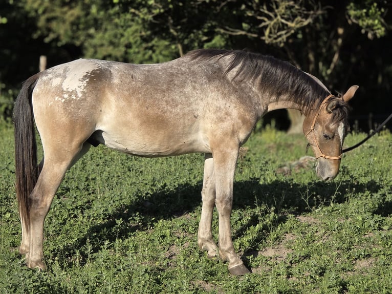 Otras razas Mestizo Caballo castrado 2 años 150 cm Atigrado/Moteado in Pysząca