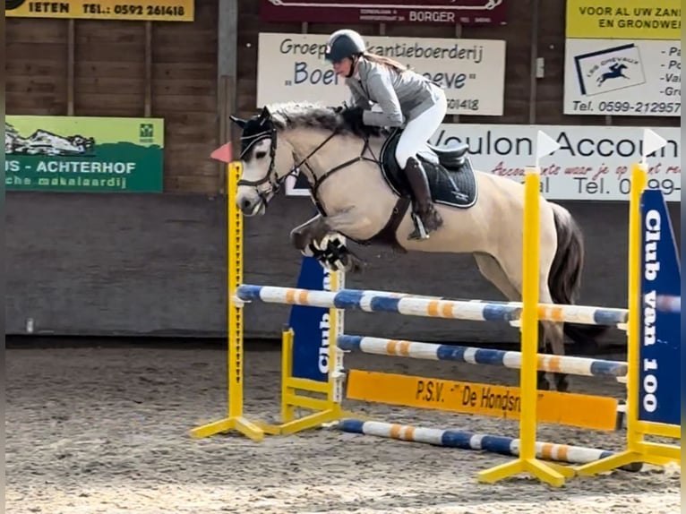Otras razas Caballo castrado 2 años 159 cm Castaño oscuro in Enschede