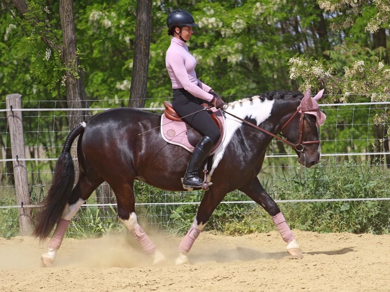 Otras razas Caballo castrado 2 años 160 cm Pío in Pér