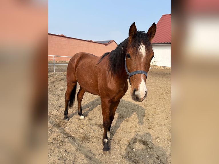 Otras razas Caballo castrado 2 años Castaño in Chrostowo