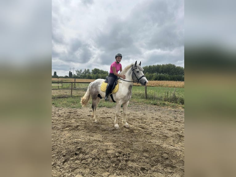 Otras razas Mestizo Caballo castrado 2 años Pío in Győrzámoly