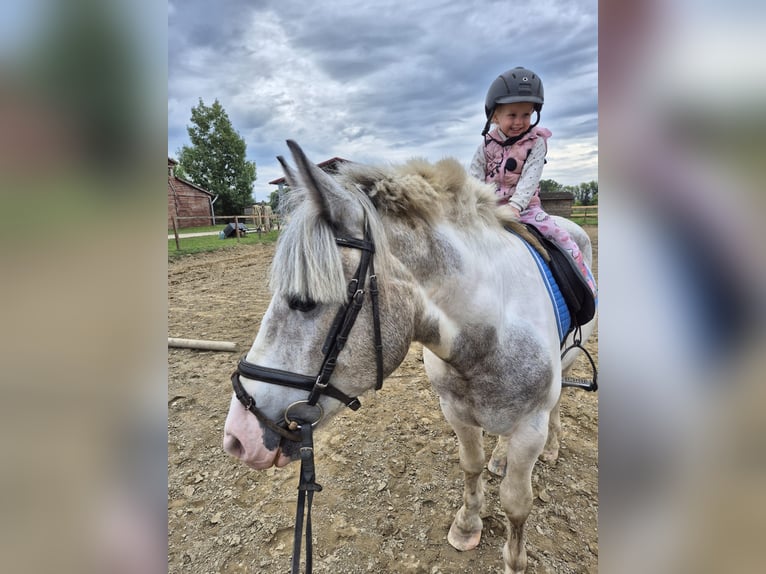Otras razas Mestizo Caballo castrado 2 años Pío in Győrzámoly