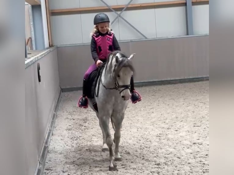 Otras razas Caballo castrado 3 años 122 cm  in Oost West en Middelbeers