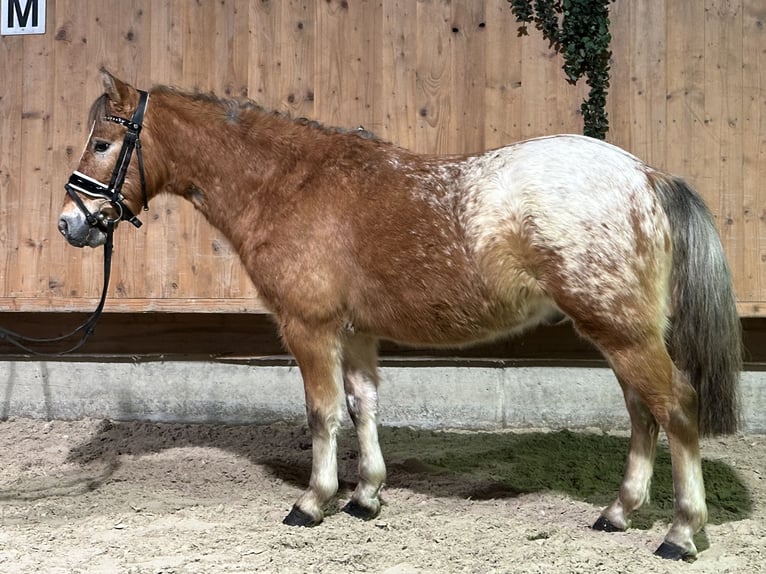 Otras razas Mestizo Caballo castrado 3 años 132 cm Pío in Riedlingen