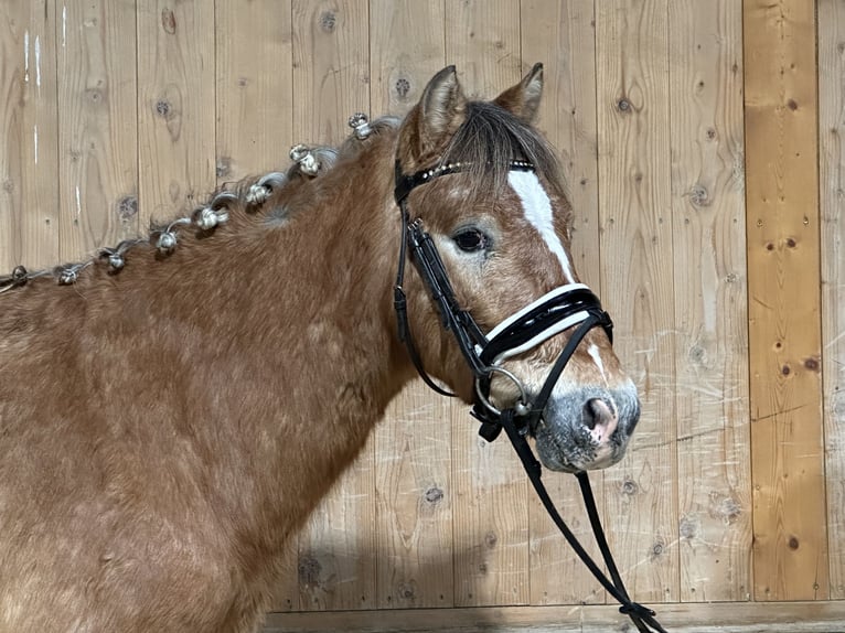 Otras razas Mestizo Caballo castrado 3 años 132 cm Pío in Riedlingen