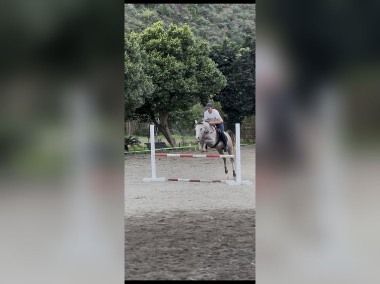 Otras razas Mestizo Caballo castrado 3 años 146 cm Tordo in Mijas