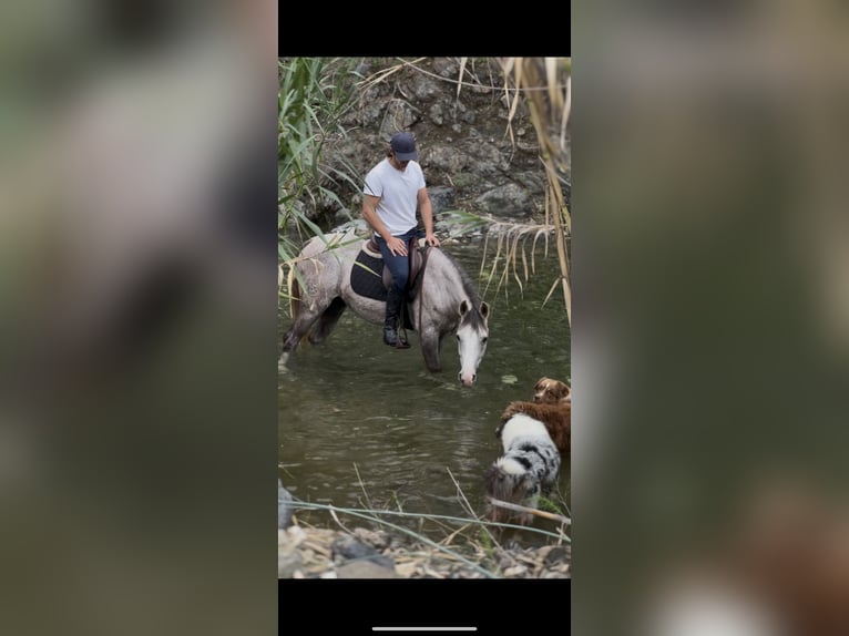 Otras razas Mestizo Caballo castrado 3 años 146 cm Tordo in Mijas