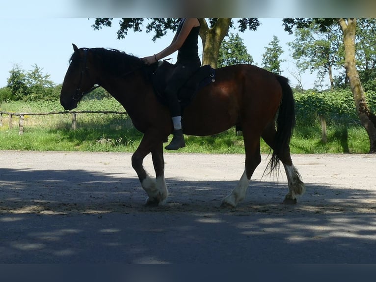 Otras razas Caballo castrado 3 años 147 cm Castaño in Lathen
