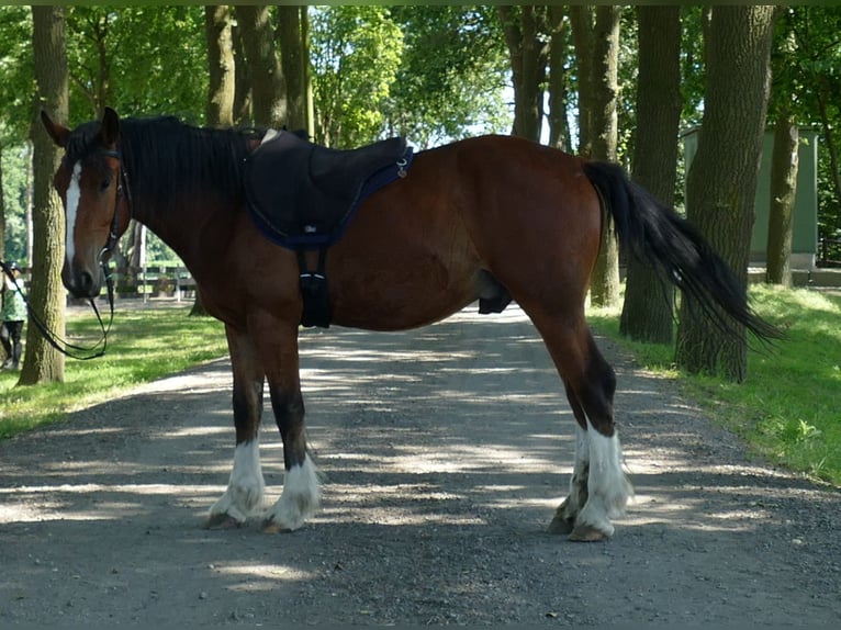 Otras razas Caballo castrado 3 años 147 cm Castaño in Lathen