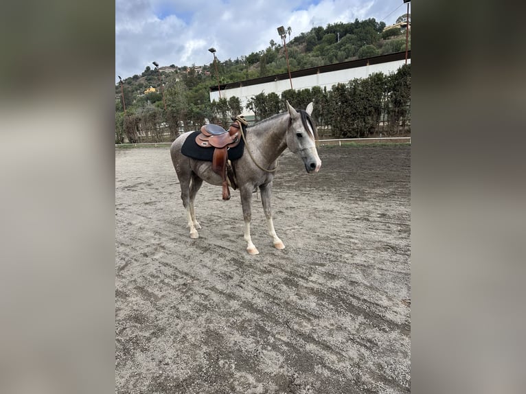 Otras razas Mestizo Caballo castrado 3 años 147 cm Tordo in Mijas