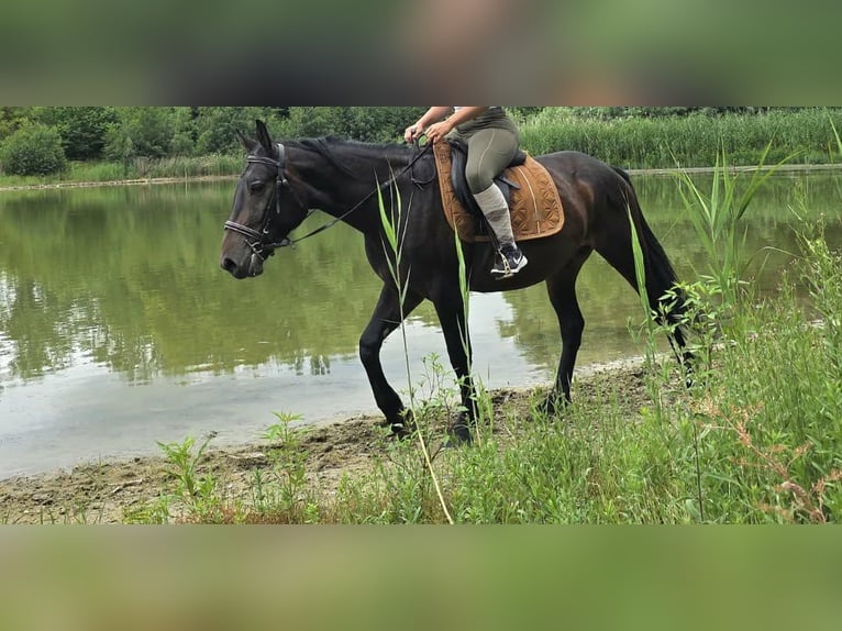 Otras razas Caballo castrado 3 años 151 cm Castaño oscuro in Linkenbach