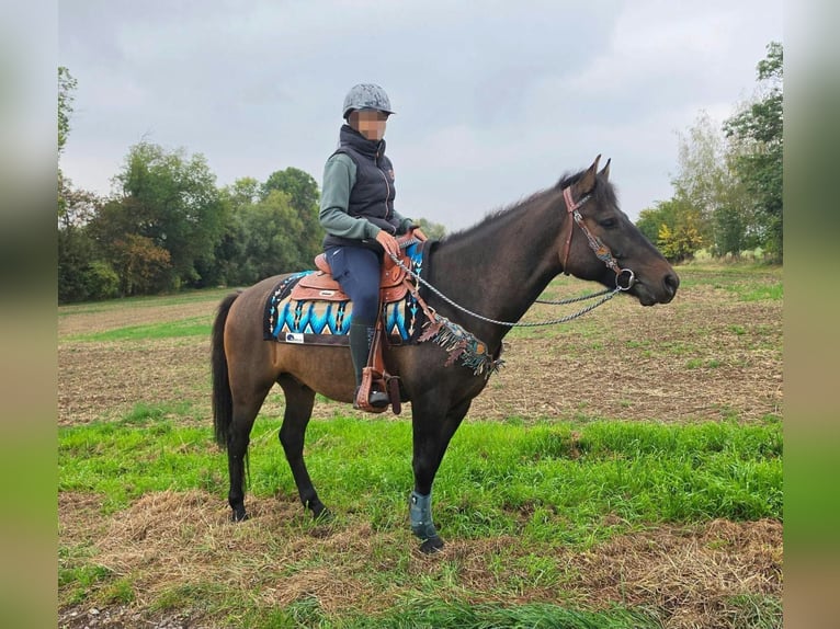Otras razas Caballo castrado 3 años 151 cm Castaño oscuro in Linkenbach