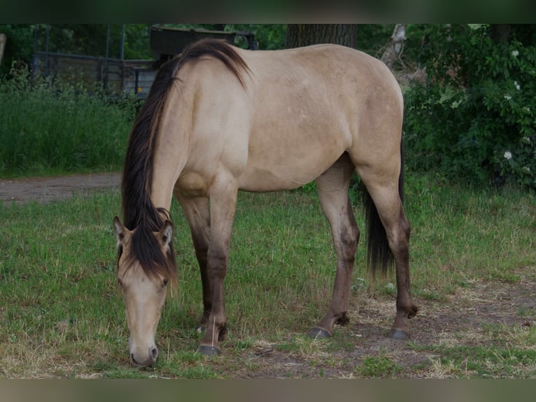 Otras razas Caballo castrado 3 años 151 cm Champán in Ribbesbüttel
