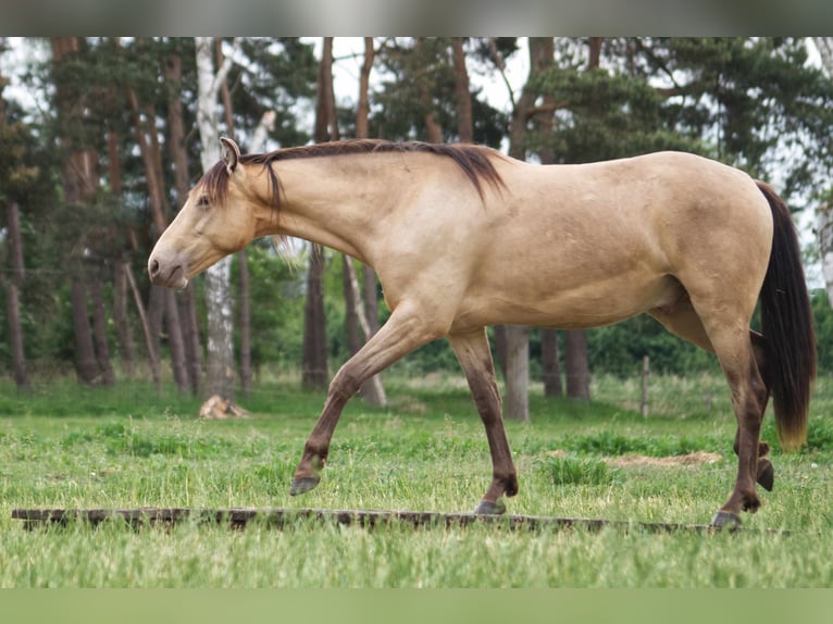 Otras razas Caballo castrado 3 años 151 cm Champán in Ribbesbüttel