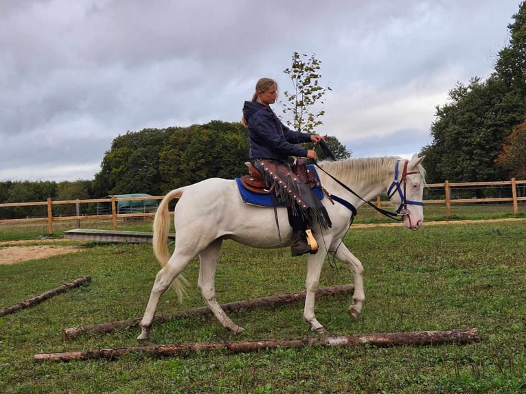 Otras razas Caballo castrado 3 años 152 cm Cremello in Linkenbach