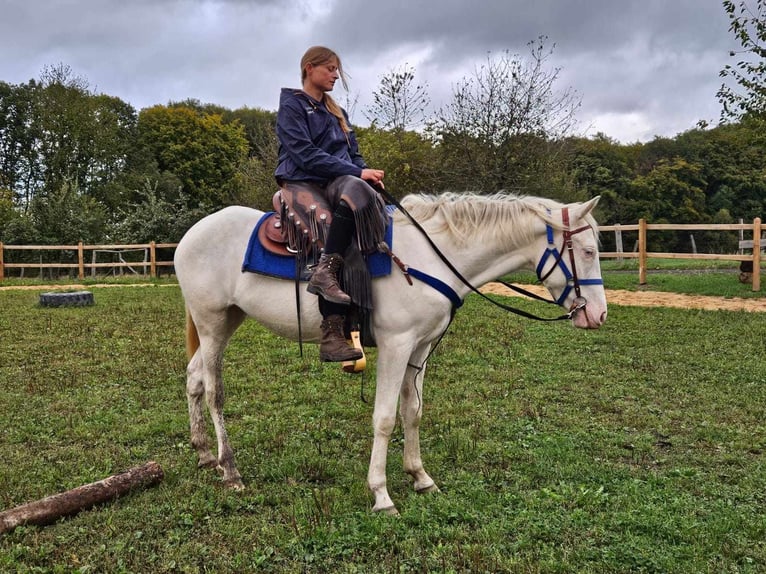 Otras razas Caballo castrado 3 años 152 cm Cremello in Linkenbach