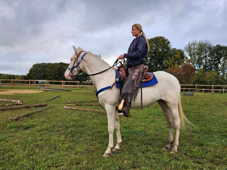 Otras razas Caballo castrado 3 años 152 cm Cremello in Linkenbach