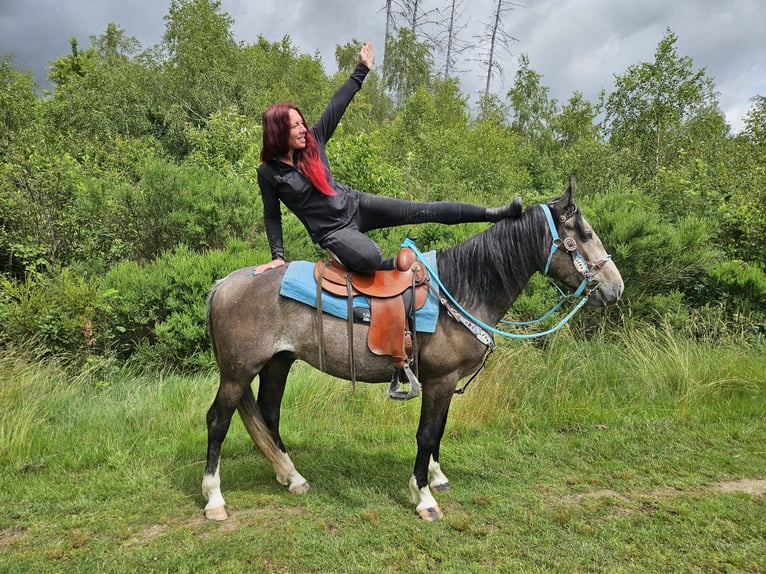 Otras razas Caballo castrado 3 años 153 cm Tordillo negro in Linkenbach
