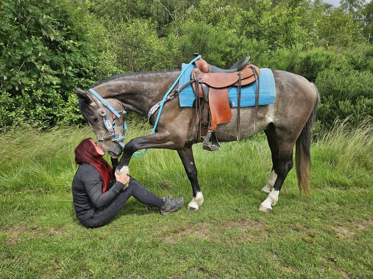 Otras razas Caballo castrado 3 años 153 cm Tordillo negro in Linkenbach