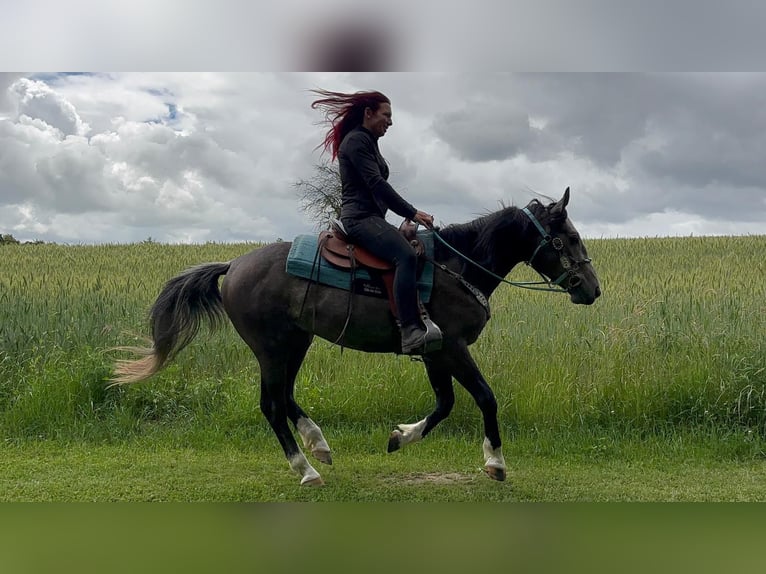 Otras razas Caballo castrado 3 años 153 cm Tordillo negro in Linkenbach