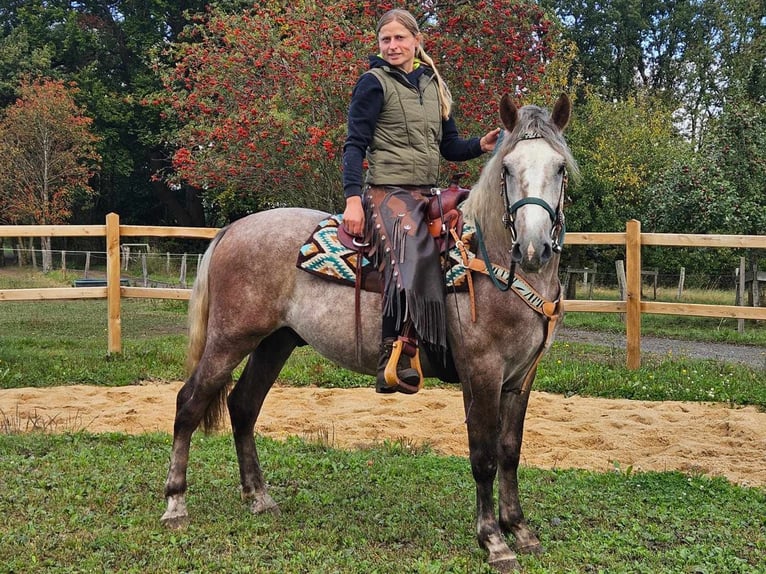 Otras razas Caballo castrado 3 años 153 cm Tordo in Linkenbach