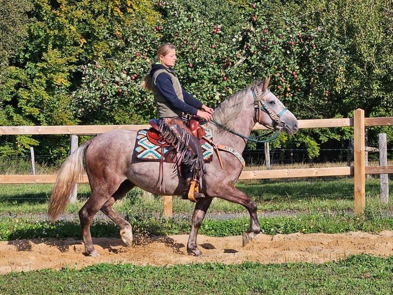 Otras razas Caballo castrado 3 años 153 cm Tordo in Linkenbach