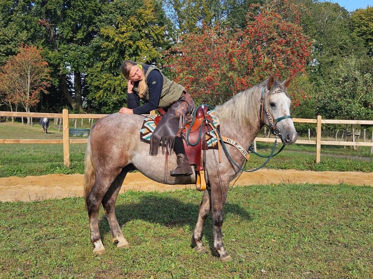 Otras razas Caballo castrado 3 años 153 cm Tordo in Linkenbach