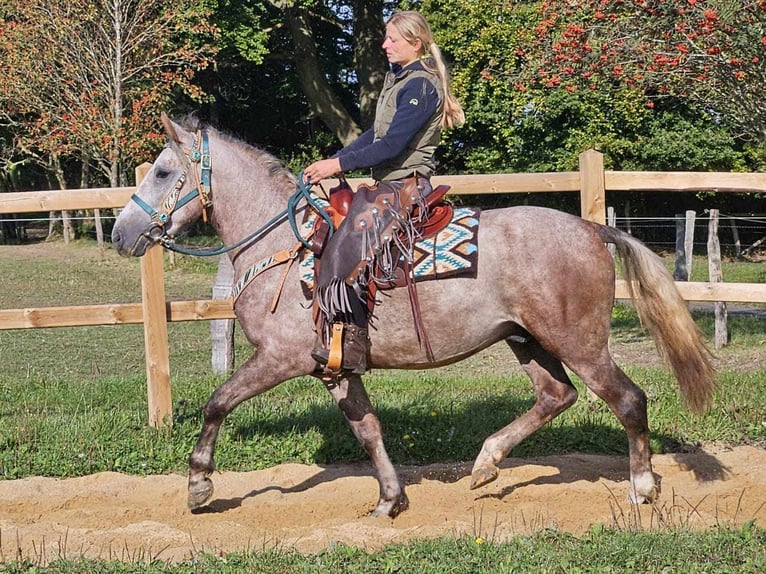 Otras razas Caballo castrado 3 años 153 cm Tordo in Linkenbach