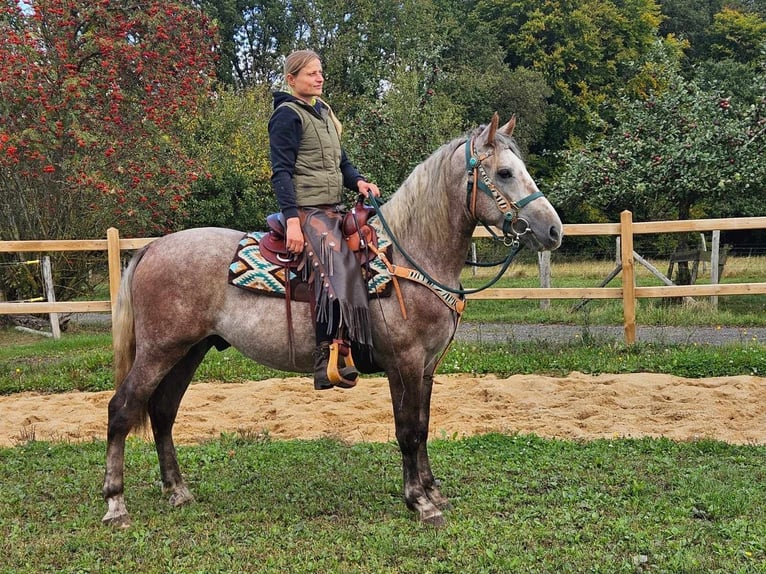 Otras razas Caballo castrado 3 años 153 cm Tordo in Linkenbach