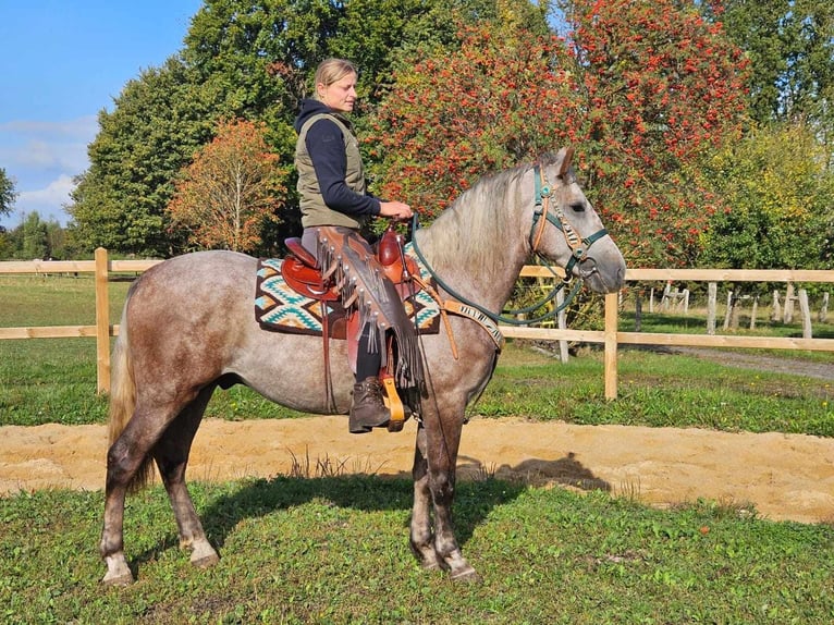 Otras razas Caballo castrado 3 años 153 cm Tordo in Linkenbach