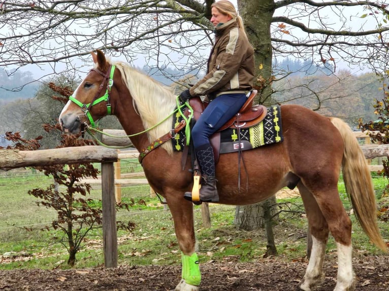 Otras razas Caballo castrado 3 años 154 cm Alazán in Linkenbach