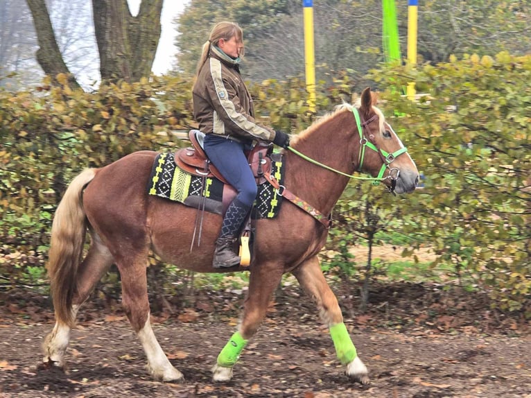 Otras razas Caballo castrado 3 años 154 cm Alazán in Linkenbach