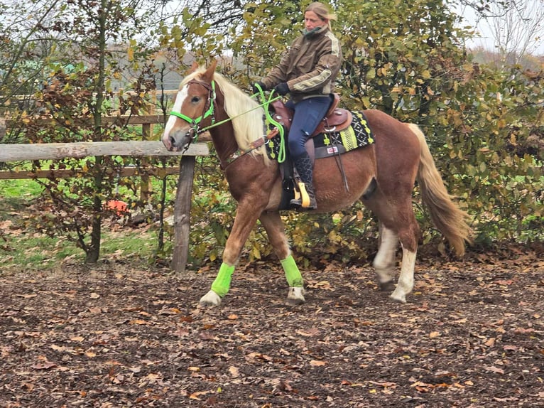 Otras razas Caballo castrado 3 años 154 cm Alazán in Linkenbach