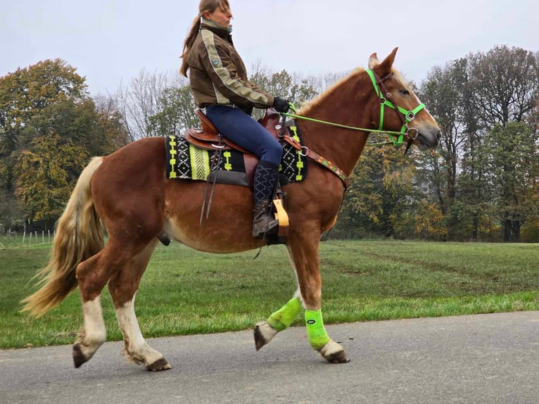 Otras razas Caballo castrado 3 años 154 cm Alazán in Linkenbach