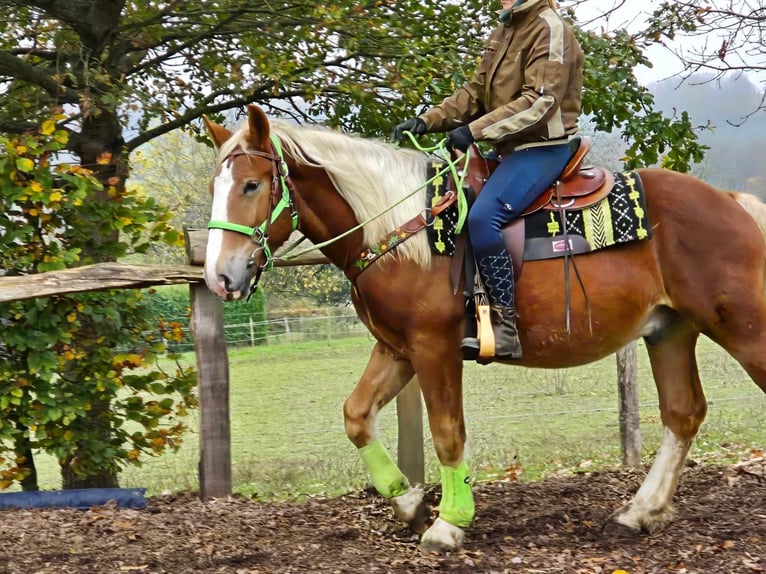 Otras razas Caballo castrado 3 años 154 cm Alazán in Linkenbach