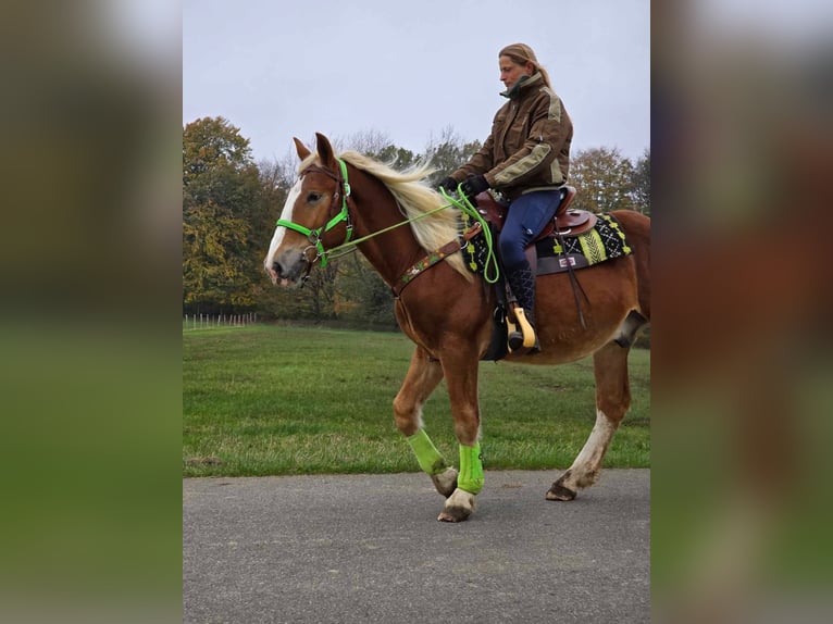 Otras razas Caballo castrado 3 años 154 cm Alazán in Linkenbach