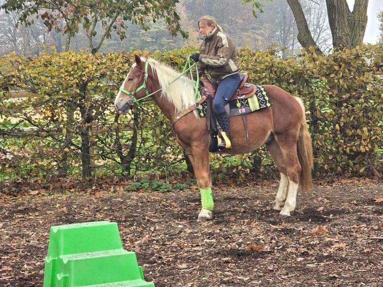 Otras razas Caballo castrado 3 años 154 cm Alazán in Linkenbach